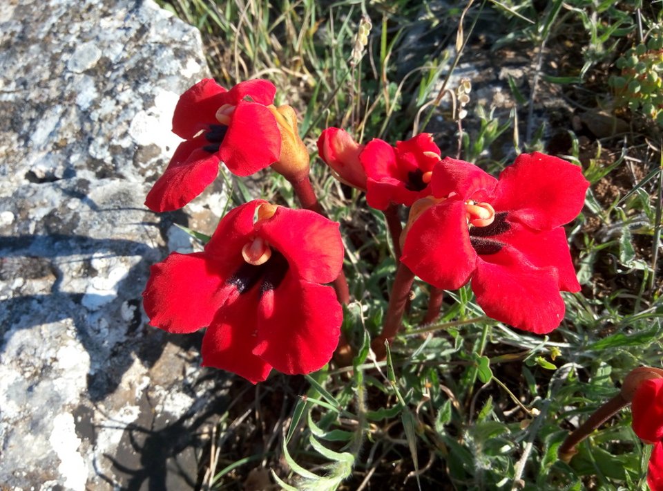 Το πανέμορφο λουλούδι-παράσιτο που φυτρώνει μόνο στις Πρέσπες [εικόνες]  | iefimerida.gr 0