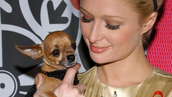 Πέθανε από γηρατειά το σκυλί της Πάρις Χίλτον [εικόνες] | iefimerida.gr 2