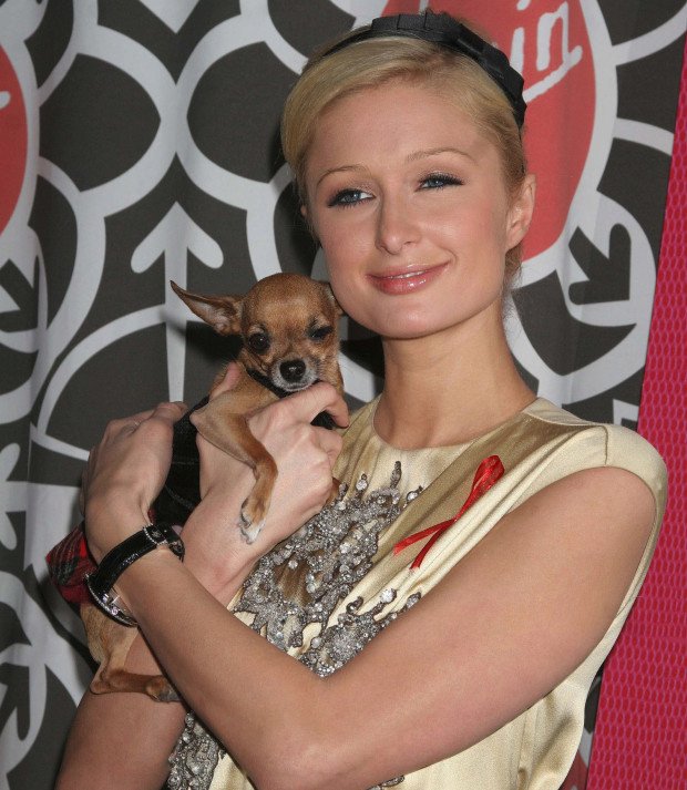 Πέθανε από γηρατειά το σκυλί της Πάρις Χίλτον [εικόνες] | iefimerida.gr 4