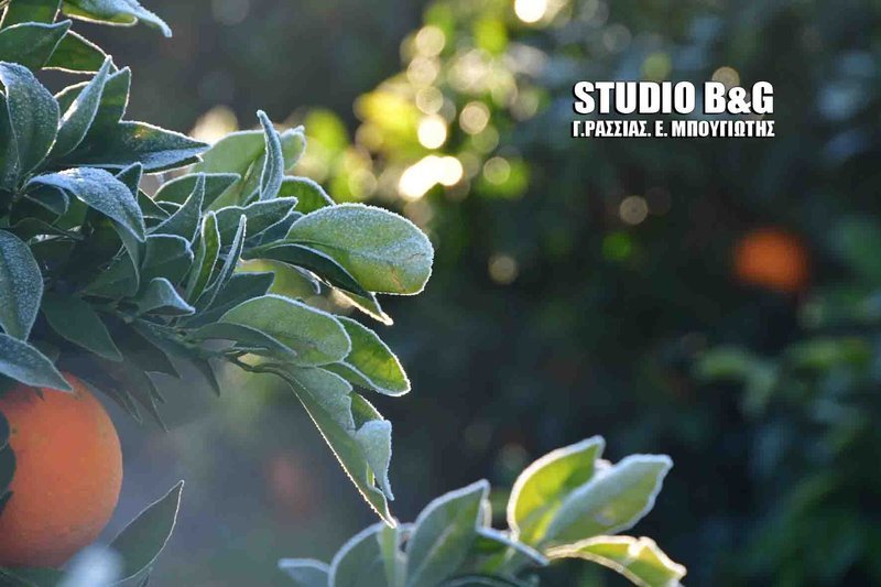 Κακοκαιρία «Σοφία»: Στην «κατάψυξη» και η Αργολίδα -Σταλακτίτες στις πορτοκαλιές [εικόνες & βίντεο] | iefimerida.gr 4