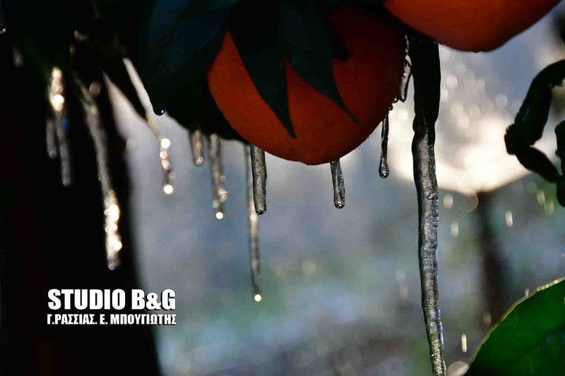 Κακοκαιρία «Σοφία»: Στην «κατάψυξη» και η Αργολίδα -Σταλακτίτες στις πορτοκαλιές [εικόνες & βίντεο] | iefimerida.gr 3