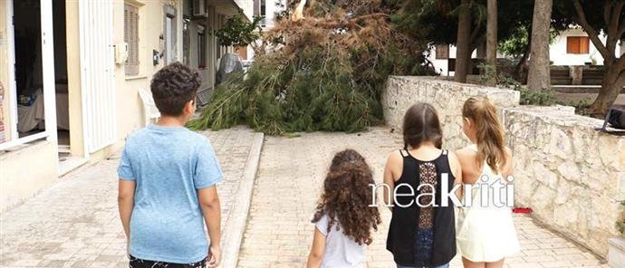 Παραλίγο τραγωδία σε παιδική χαρά στην Κρήτη- Επεσε δέντρο ξυστά από μικρά παιδιά | iefimerida.gr 0