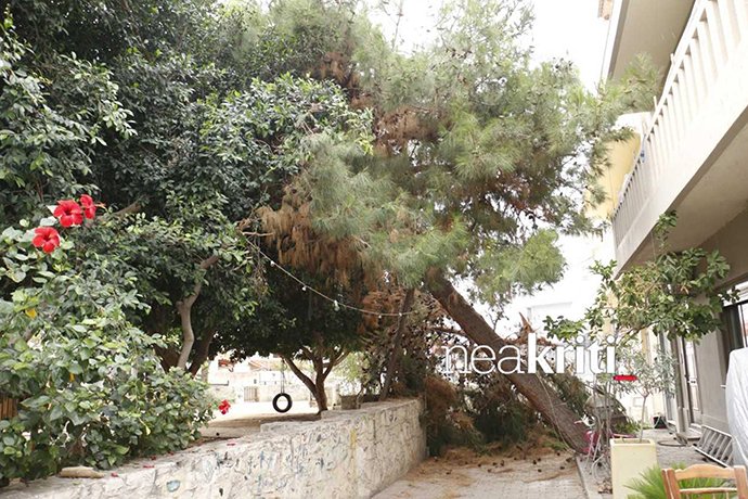 Παραλίγο τραγωδία σε παιδική χαρά στην Κρήτη- Επεσε δέντρο ξυστά από μικρά παιδιά | iefimerida.gr 1