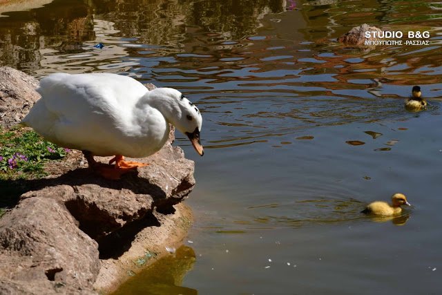 Γεννητούρια στο πάρκο Ναυπλίου -Η πάπια και τα παπιά της [εικόνες] | iefimerida.gr 9
