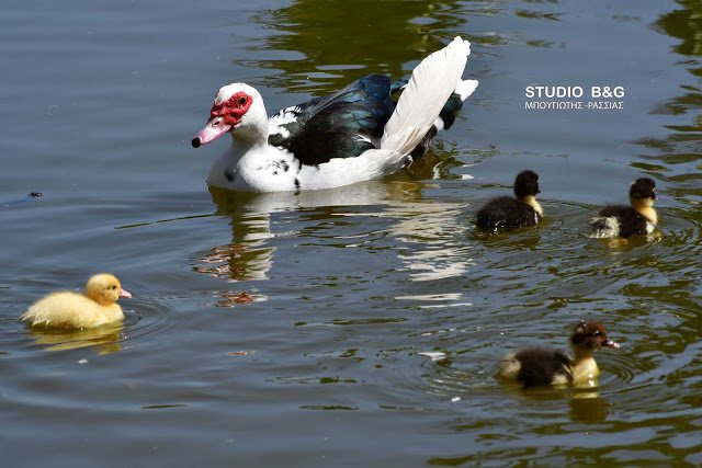 Γεννητούρια στο πάρκο Ναυπλίου -Η πάπια και τα παπιά της [εικόνες] | iefimerida.gr 8