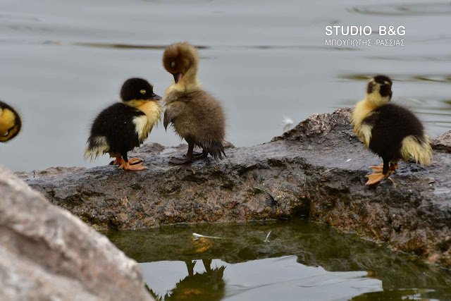 Γεννητούρια στο πάρκο Ναυπλίου -Η πάπια και τα παπιά της [εικόνες] | iefimerida.gr 0