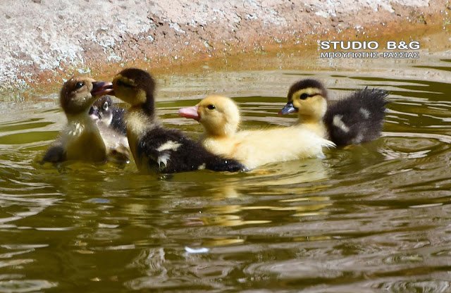 Γεννητούρια στο πάρκο Ναυπλίου -Η πάπια και τα παπιά της [εικόνες] | iefimerida.gr 1