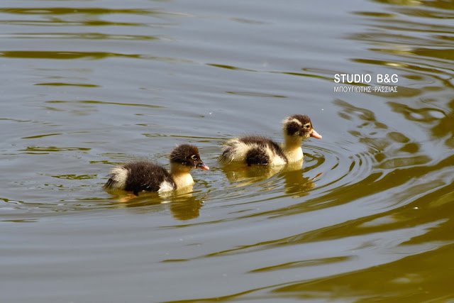 Γεννητούρια στο πάρκο Ναυπλίου -Η πάπια και τα παπιά της [εικόνες] | iefimerida.gr 2