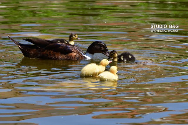 Γεννητούρια στο πάρκο Ναυπλίου -Η πάπια και τα παπιά της [εικόνες] | iefimerida.gr 3
