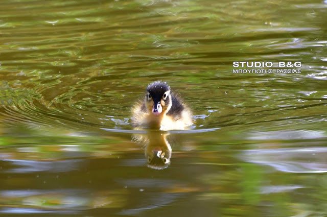 Γεννητούρια στο πάρκο Ναυπλίου -Η πάπια και τα παπιά της [εικόνες] | iefimerida.gr 5