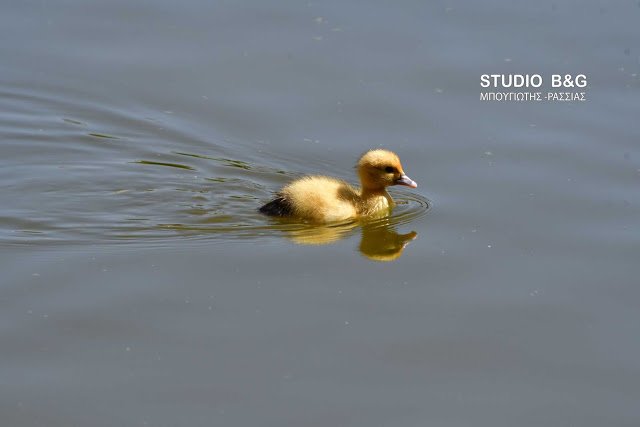 Γεννητούρια στο πάρκο Ναυπλίου -Η πάπια και τα παπιά της [εικόνες] | iefimerida.gr 4
