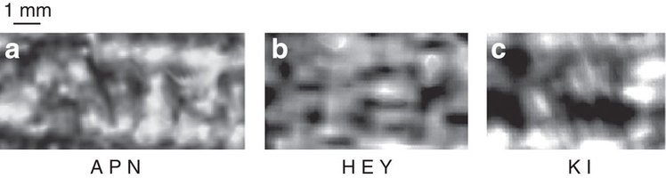 Αρχαιοελληνικοί πάπυροι καμένοι από την έκρηξη του Βεζούβιου το 79 μ.Χ. διαβάστηκαν για πρώτη φορά [εικόνες] | iefimerida.gr 2