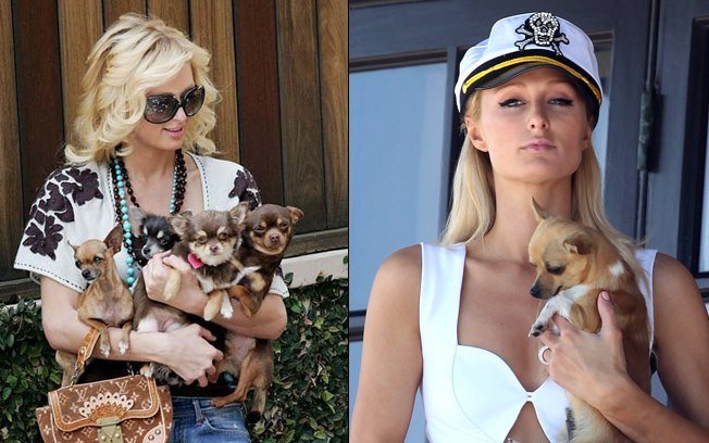 Η Πάρις Χίλτον έχει ειδική βίλα για τα σκυλιά της [εικόνες] | iefimerida.gr 7