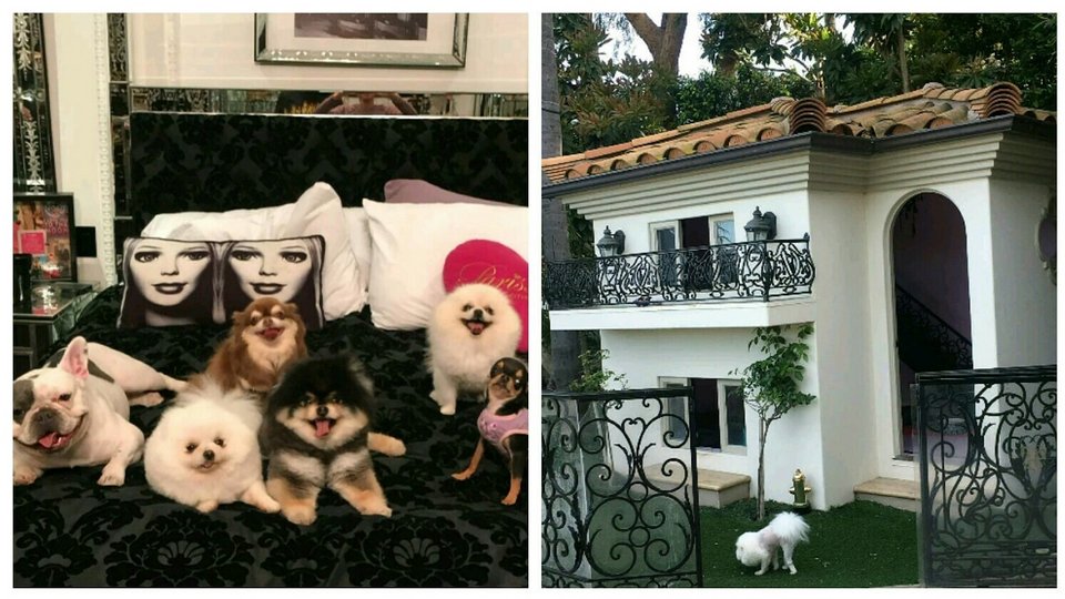 Η Πάρις Χίλτον έχει ειδική βίλα για τα σκυλιά της [εικόνες] | iefimerida.gr 3