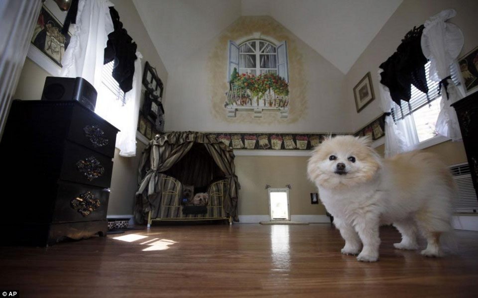 Η Πάρις Χίλτον έχει ειδική βίλα για τα σκυλιά της [εικόνες] | iefimerida.gr 5