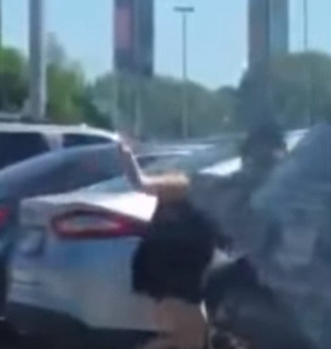 Μαλλί με μαλλί για μια θέση πάρκινγκ -Τρομερός τσακωμός σε ζωολογικό κήπο [εικόνες & βίντεο] | iefimerida.gr 1