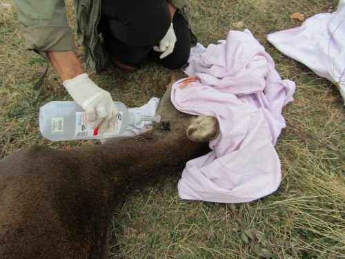 Πυροβόλησαν στο κεφάλι ένα ελάφι στην Πάρνηθα: Καρέ-καρέ η διάσωσή του [εικόνες] | iefimerida.gr 2