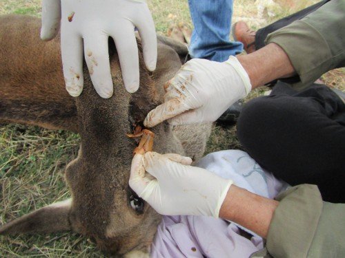 Πυροβόλησαν στο κεφάλι ένα ελάφι στην Πάρνηθα: Καρέ-καρέ η διάσωσή του [εικόνες] | iefimerida.gr 4