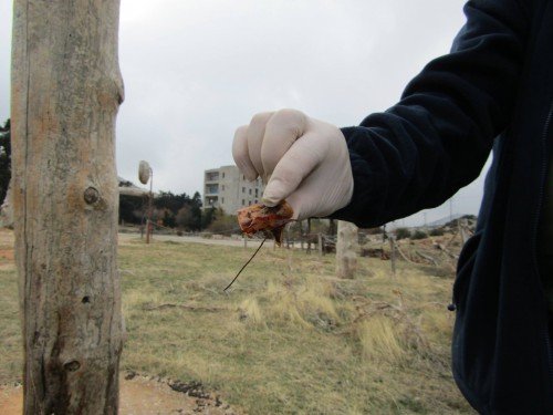 Πυροβόλησαν στο κεφάλι ένα ελάφι στην Πάρνηθα: Καρέ-καρέ η διάσωσή του [εικόνες] | iefimerida.gr 5