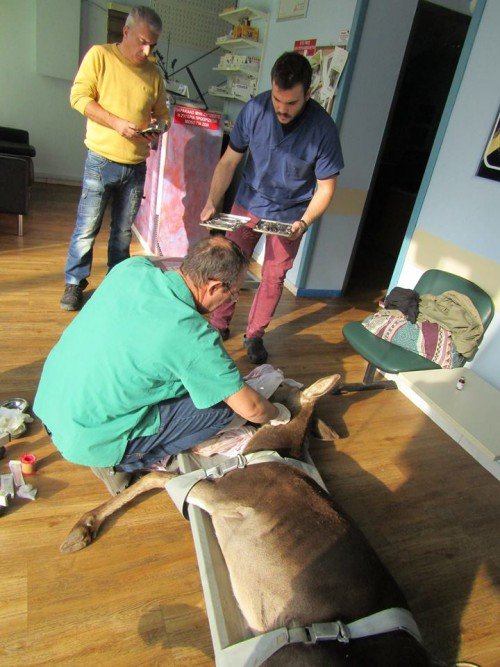 Πυροβόλησαν στο κεφάλι ένα ελάφι στην Πάρνηθα: Καρέ-καρέ η διάσωσή του [εικόνες] | iefimerida.gr 6