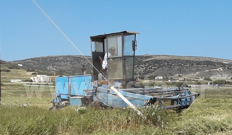 Καταστροφές από την ανομβρία στην Πάρο -Θερίζουν από τώρα για να σώσουν ό,τι απέμεινε | iefimerida.gr 1