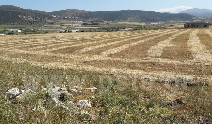Καταστροφές από την ανομβρία στην Πάρο -Θερίζουν από τώρα για να σώσουν ό,τι απέμεινε | iefimerida.gr 2