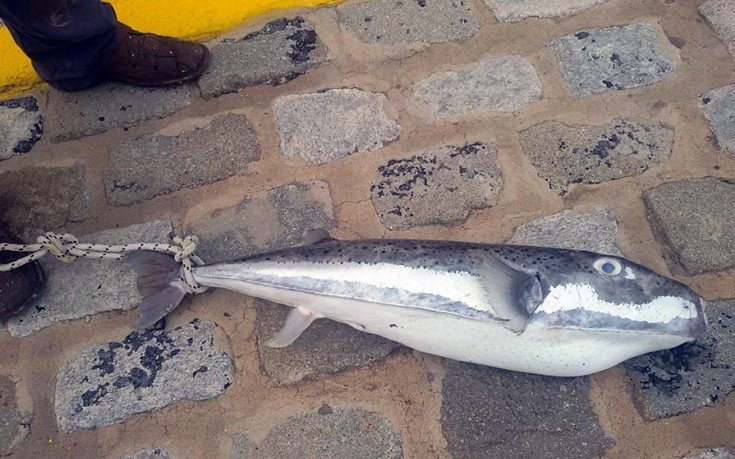 Επιασαν λαγοκέφαλο-γίγα στην Κρήτη -Διαθέτει αρκετό δηλητήριο για να σκοτώσει 30 ανθρώπους [εικόνες] | iefimerida.gr 1