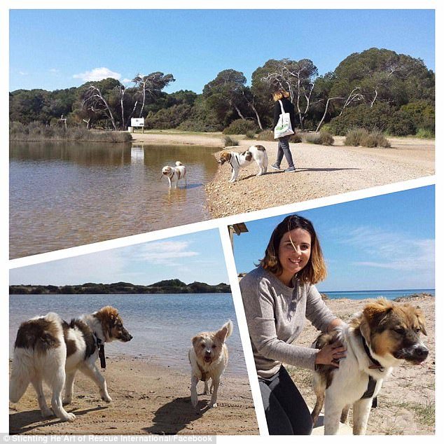 Η απίστευτη μεταμόρφωση του σκύλου που τον κάλυψαν με κόλλα και τον άφησαν να πεθάνει [εικόνες & βίντεο] | iefimerida.gr 7