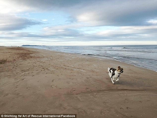 Η απίστευτη μεταμόρφωση του σκύλου που τον κάλυψαν με κόλλα και τον άφησαν να πεθάνει [εικόνες & βίντεο] | iefimerida.gr 8
