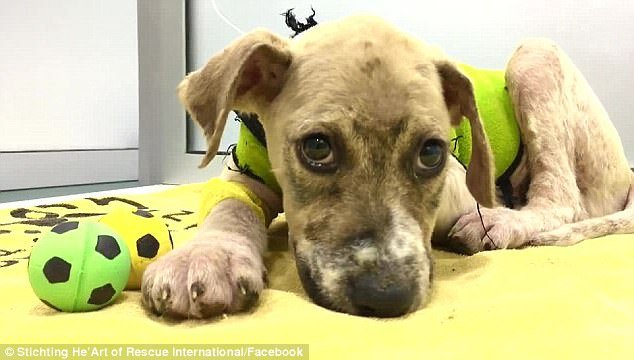 Η απίστευτη μεταμόρφωση του σκύλου που τον κάλυψαν με κόλλα και τον άφησαν να πεθάνει [εικόνες & βίντεο] | iefimerida.gr 4