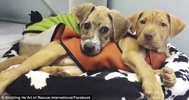 Η απίστευτη μεταμόρφωση του σκύλου που τον κάλυψαν με κόλλα και τον άφησαν να πεθάνει [εικόνες & βίντεο] | iefimerida.gr 5