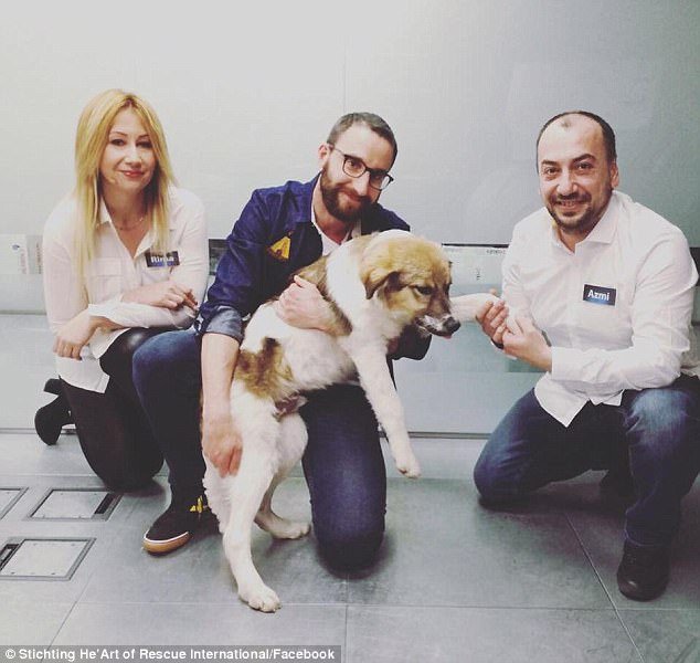 Η απίστευτη μεταμόρφωση του σκύλου που τον κάλυψαν με κόλλα και τον άφησαν να πεθάνει [εικόνες & βίντεο] | iefimerida.gr 6