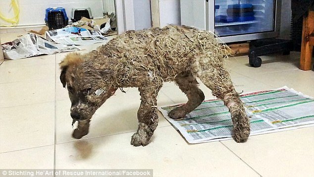 Η απίστευτη μεταμόρφωση του σκύλου που τον κάλυψαν με κόλλα και τον άφησαν να πεθάνει [εικόνες & βίντεο] | iefimerida.gr 3