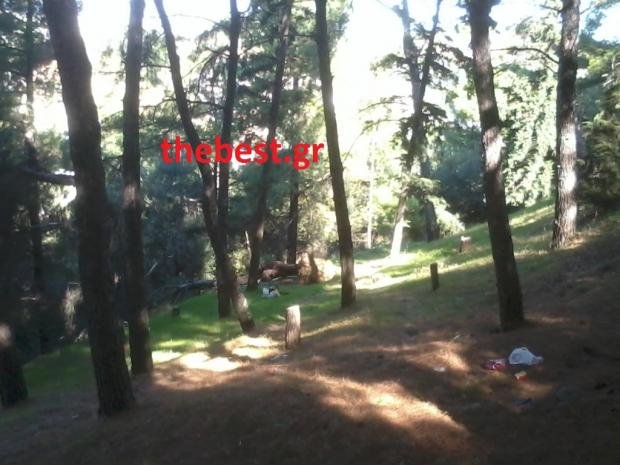 Πώς τα δέντρα του Δασυλλίου στην Πάτρα καταλήγουν στα... τζάκια [εικόνες] | iefimerida.gr 0