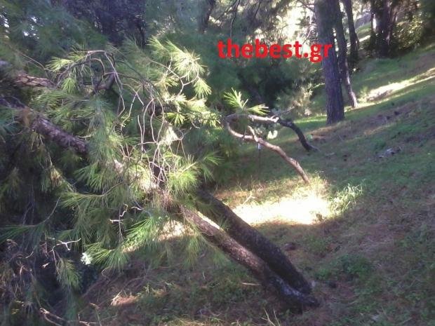 Πώς τα δέντρα του Δασυλλίου στην Πάτρα καταλήγουν στα... τζάκια [εικόνες] | iefimerida.gr 1