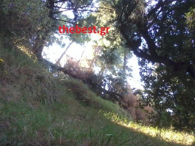 Πώς τα δέντρα του Δασυλλίου στην Πάτρα καταλήγουν στα... τζάκια [εικόνες] | iefimerida.gr 2