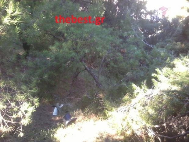 Πώς τα δέντρα του Δασυλλίου στην Πάτρα καταλήγουν στα... τζάκια [εικόνες] | iefimerida.gr 3