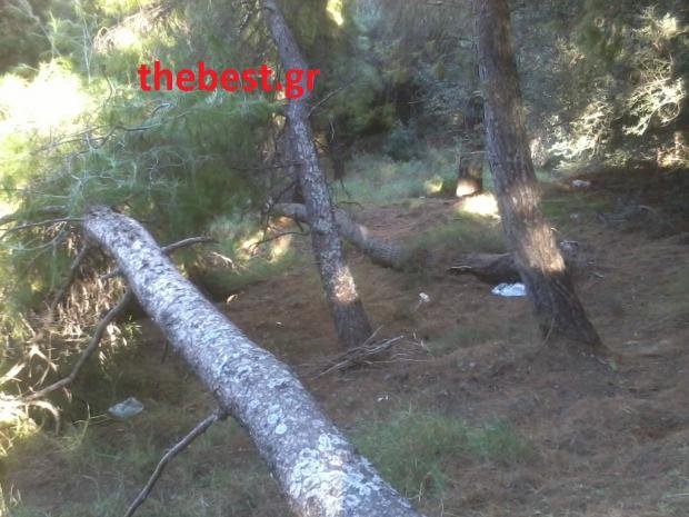 Πώς τα δέντρα του Δασυλλίου στην Πάτρα καταλήγουν στα... τζάκια [εικόνες] | iefimerida.gr 4