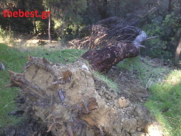 Πώς τα δέντρα του Δασυλλίου στην Πάτρα καταλήγουν στα... τζάκια [εικόνες] | iefimerida.gr 5