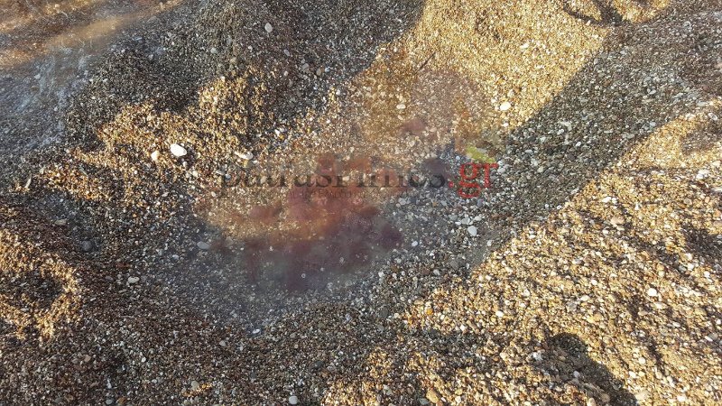 Δίχως τέλος το πρόβλημα με τις μέδουσες: Γέμισαν όλες οι πλαζ της Πάτρας, τις έβγαζαν με απόχες [εικόνες] | iefimerida.gr 2