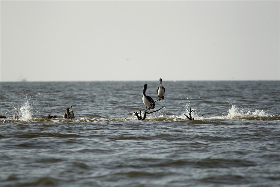 Η πετρελαιοκηλίδα στον κόλπο του Μεξικού εξαφάνισε ολόκληρο νησί [βίντεο] | iefimerida.gr 2
