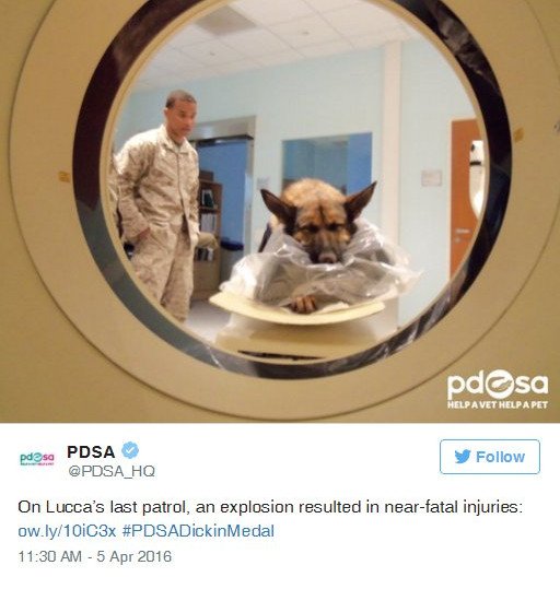 Παρασημοφόρησαν την τρίποδη Λούκα -Εχασε το πόδι της υπηρετώντας στο Ιράκ [εικόνες & βίντεο] | iefimerida.gr 3