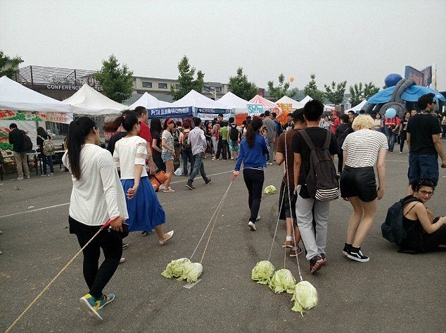 Γιατί στην Κίνα οι νέοι πηγαίνουν τα λάχανα βόλτα; -Μια αλλόκοτη μανία με πολλές ερμηνείες [εικόνες] | iefimerida.gr 1