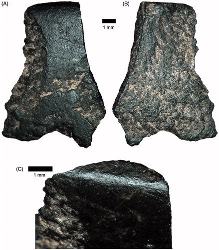 Αυστραλία: Ανακάλυψαν τον αρχαιότερο πέλεκυ -Εχει ηλικία 46.000 ετών [εικόνες] | iefimerida.gr 0