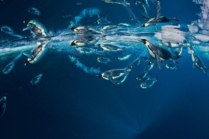 Τι κάνει τους αυτοκρατορικούς πιγκουίνους τόσο δεινούς κολυμβητές; [εικόνες] | iefimerida.gr 6