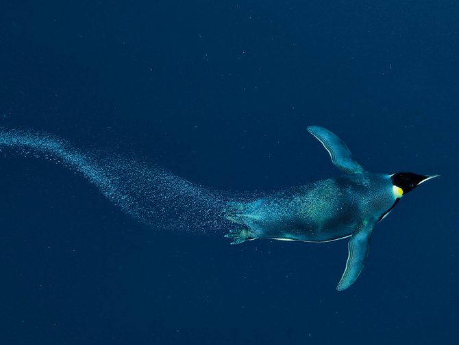 Τι κάνει τους αυτοκρατορικούς πιγκουίνους τόσο δεινούς κολυμβητές; [εικόνες] | iefimerida.gr 9