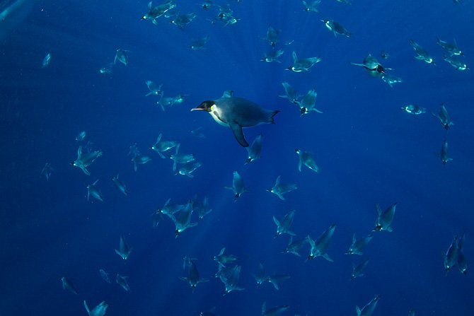 Τι κάνει τους αυτοκρατορικούς πιγκουίνους τόσο δεινούς κολυμβητές; [εικόνες] | iefimerida.gr 10