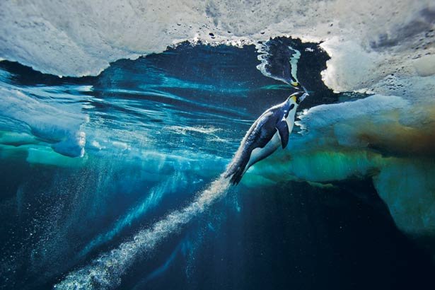 Τι κάνει τους αυτοκρατορικούς πιγκουίνους τόσο δεινούς κολυμβητές; [εικόνες] | iefimerida.gr 0