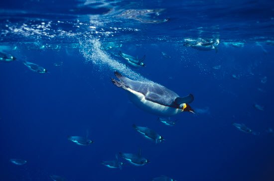 Τι κάνει τους αυτοκρατορικούς πιγκουίνους τόσο δεινούς κολυμβητές; [εικόνες] | iefimerida.gr 2