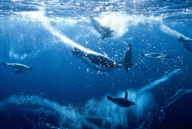 Τι κάνει τους αυτοκρατορικούς πιγκουίνους τόσο δεινούς κολυμβητές; [εικόνες] | iefimerida.gr 3